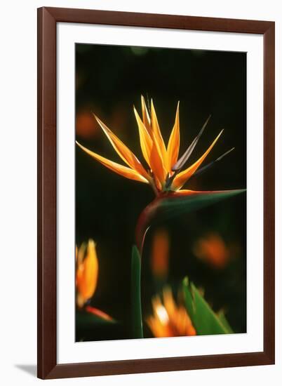 Bird of Paradise Flower-Martin Harvey-Framed Photographic Print