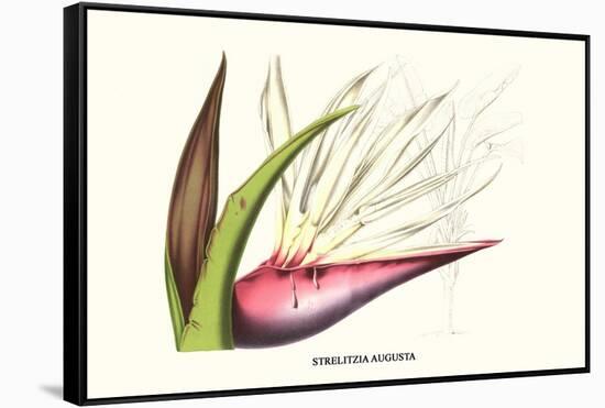 Bird of Paradise Flower-Louis Van Houtte-Framed Stretched Canvas