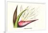 Bird of Paradise Flower-Louis Van Houtte-Framed Art Print