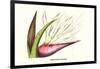 Bird of Paradise Flower-Louis Van Houtte-Framed Art Print