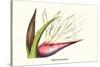 Bird of Paradise Flower-Louis Van Houtte-Stretched Canvas