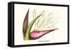 Bird of Paradise Flower-Louis Van Houtte-Framed Stretched Canvas