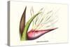 Bird of Paradise Flower-Louis Van Houtte-Stretched Canvas
