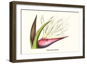 Bird of Paradise Flower-Louis Van Houtte-Framed Art Print