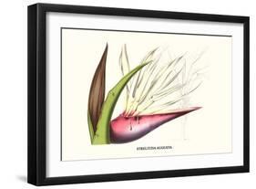 Bird of Paradise Flower-Louis Van Houtte-Framed Art Print