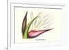 Bird of Paradise Flower-Louis Van Houtte-Framed Art Print