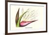 Bird of Paradise Flower-Louis Van Houtte-Framed Art Print