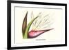 Bird of Paradise Flower-Louis Van Houtte-Framed Art Print