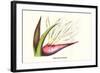 Bird of Paradise Flower-Louis Van Houtte-Framed Art Print