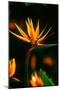 Bird of Paradise Flower-Martin Harvey-Mounted Photographic Print