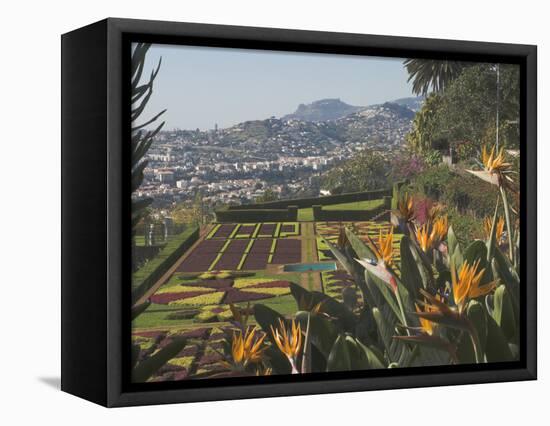 Bird of Paradise Flowers, Botanical Gardens, Funchal, Madeira, Portugal, Atlantic, Europe-James Emmerson-Framed Stretched Canvas