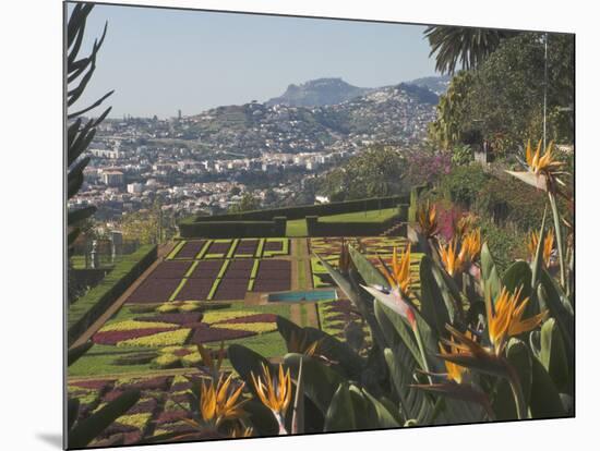 Bird of Paradise Flowers, Botanical Gardens, Funchal, Madeira, Portugal, Atlantic, Europe-James Emmerson-Mounted Photographic Print