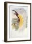 Bird of Paradise, from Birds of New Guinea-John Gould-Framed Giclee Print