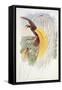 Bird of Paradise, from Birds of New Guinea-John Gould-Framed Stretched Canvas