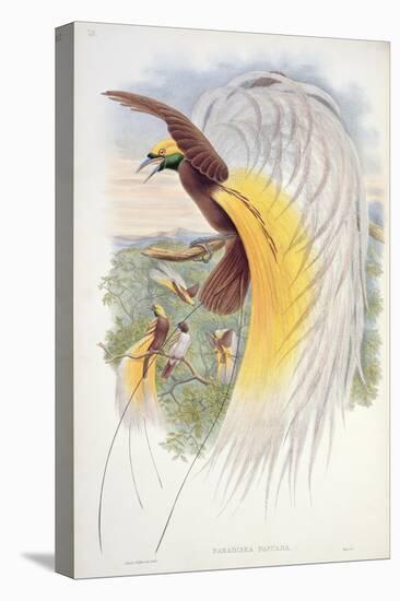 Bird of Paradise, from Birds of New Guinea-John Gould-Stretched Canvas