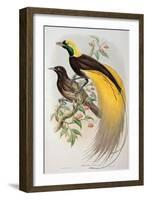 Bird of Paradise: Greater, Paradisaea Apoda-William Hart and John Gould-Framed Giclee Print