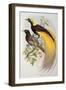 Bird of Paradise: Greater, Paradisaea Apoda-William Hart and John Gould-Framed Giclee Print