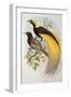 Bird of Paradise: Greater, Paradisaea Apoda-William Hart and John Gould-Framed Giclee Print