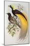 Bird of Paradise: Greater, Paradisaea Apoda-William Hart and John Gould-Mounted Giclee Print