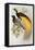 Bird of Paradise: Greater, Paradisaea Apoda-William Hart and John Gould-Framed Stretched Canvas