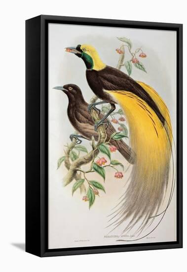 Bird of Paradise: Greater, Paradisaea Apoda-William Hart and John Gould-Framed Stretched Canvas