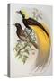Bird of Paradise: Greater, Paradisaea Apoda-William Hart and John Gould-Stretched Canvas