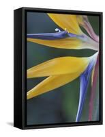 Bird of Paradise, Hana, Maui, Hawaii, USA-Merrill Images-Framed Stretched Canvas