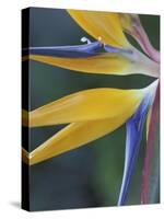 Bird of Paradise, Hana, Maui, Hawaii, USA-Merrill Images-Stretched Canvas