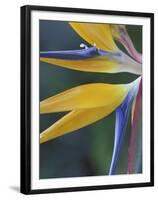 Bird of Paradise, Hana, Maui, Hawaii, USA-Merrill Images-Framed Premium Photographic Print