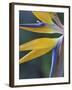 Bird of Paradise, Hana, Maui, Hawaii, USA-Merrill Images-Framed Premium Photographic Print