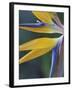 Bird of Paradise, Hana, Maui, Hawaii, USA-Merrill Images-Framed Premium Photographic Print