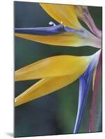 Bird of Paradise, Hana, Maui, Hawaii, USA-Merrill Images-Mounted Premium Photographic Print