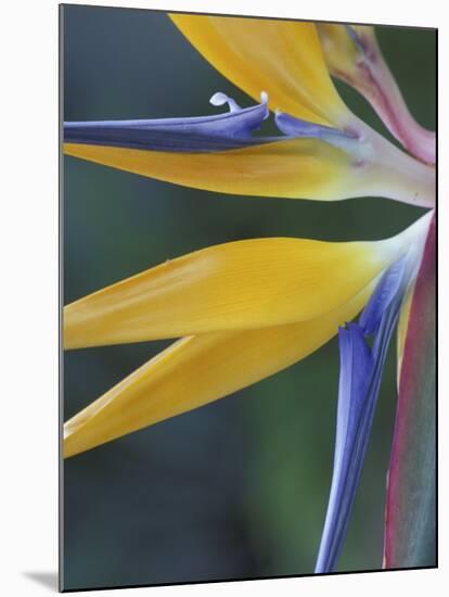 Bird of Paradise, Hana, Maui, Hawaii, USA-Merrill Images-Mounted Premium Photographic Print