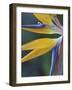 Bird of Paradise, Hana, Maui, Hawaii, USA-Merrill Images-Framed Photographic Print