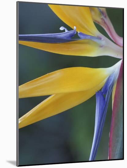 Bird of Paradise, Hana, Maui, Hawaii, USA-Merrill Images-Mounted Photographic Print