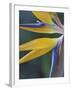 Bird of Paradise, Hana, Maui, Hawaii, USA-Merrill Images-Framed Photographic Print