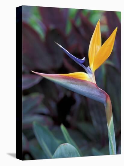 Bird of Paradise, Hawaii, USA-Merrill Images-Stretched Canvas