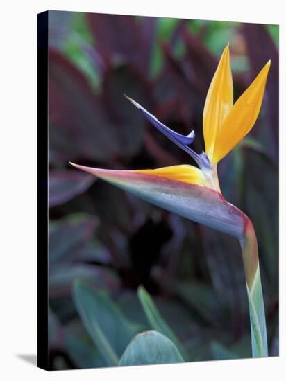 Bird of Paradise, Hawaii, USA-Merrill Images-Stretched Canvas