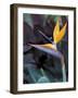 Bird of Paradise, Hawaii, USA-Merrill Images-Framed Photographic Print