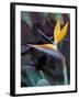 Bird of Paradise, Hawaii, USA-Merrill Images-Framed Photographic Print