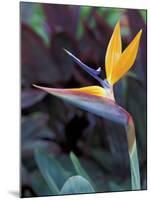 Bird of Paradise, Hawaii, USA-Merrill Images-Mounted Photographic Print