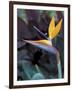 Bird of Paradise, Hawaii, USA-Merrill Images-Framed Photographic Print