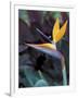 Bird of Paradise, Hawaii, USA-Merrill Images-Framed Photographic Print