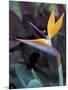 Bird of Paradise, Hawaii, USA-Merrill Images-Mounted Photographic Print