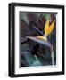 Bird of Paradise, Hawaii, USA-Merrill Images-Framed Photographic Print