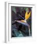 Bird of Paradise, Hawaii, USA-Merrill Images-Framed Photographic Print