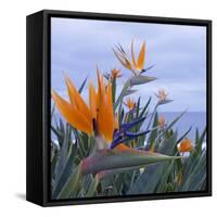 Bird of Paradise I-Rita Crane-Framed Stretched Canvas