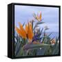 Bird of Paradise I-Rita Crane-Framed Stretched Canvas