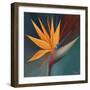 Bird of Paradise I-Vivien Rhyan-Framed Premium Giclee Print