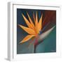 Bird of Paradise I-Vivien Rhyan-Framed Premium Giclee Print